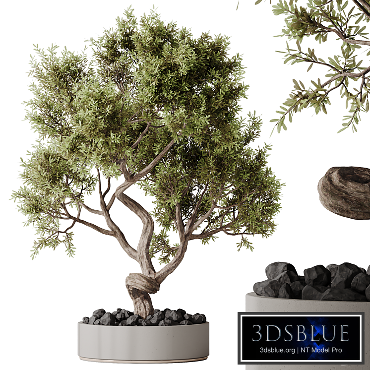 HQ HousePlants Ficus Retusa Microcarpa Bonsai Ginseng06