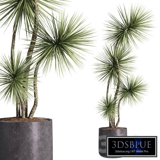 indoor plants - 31 plants in pot