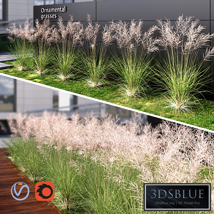 Ornamental grass red