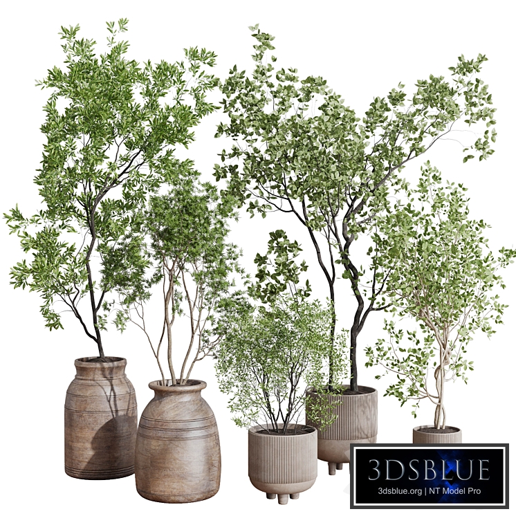 collection indoor plant 456 wooden old and concrete vase