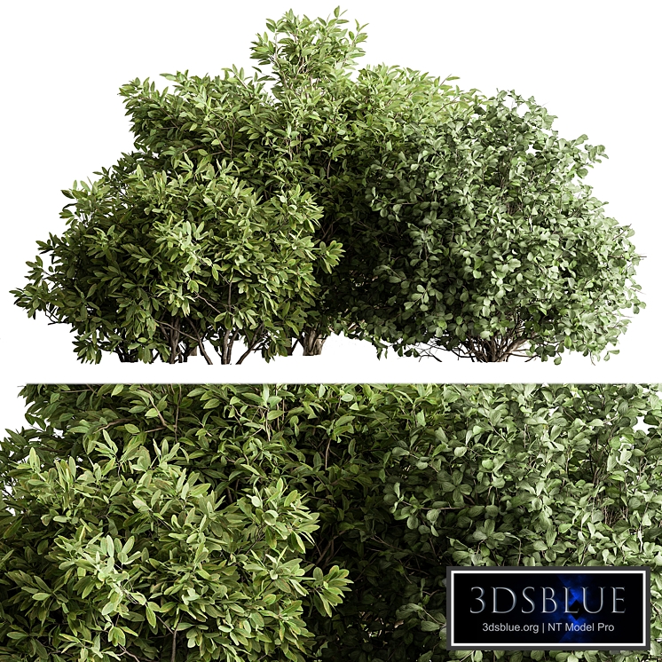 Mixed Plant Bush Set 134