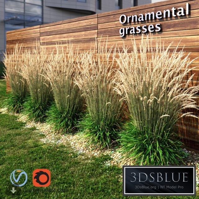 Ornamental grass dry