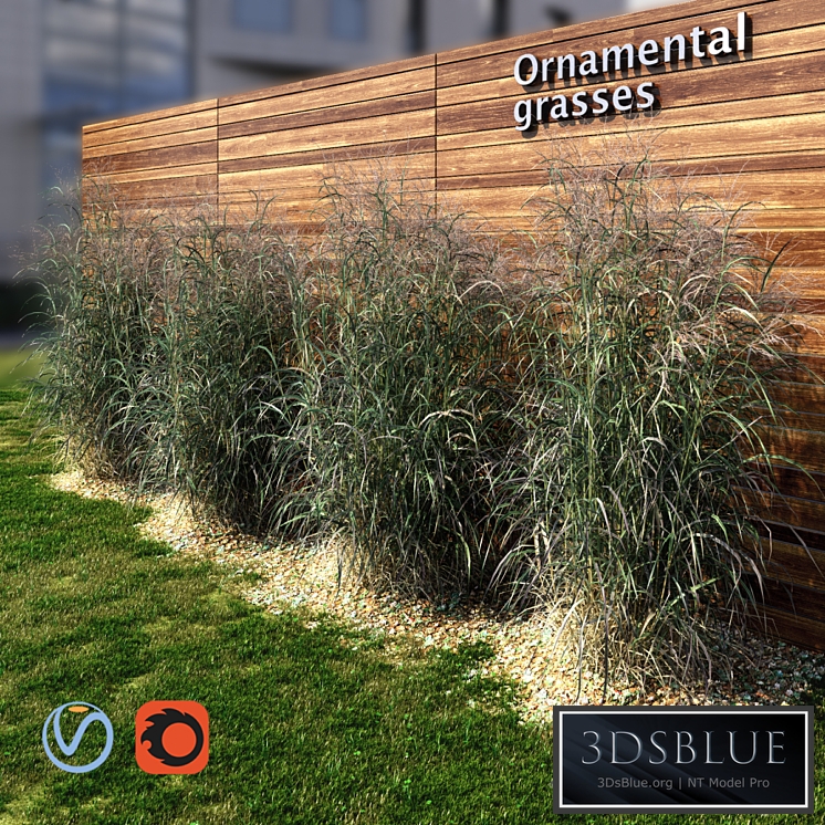 Ornamental grass red-green