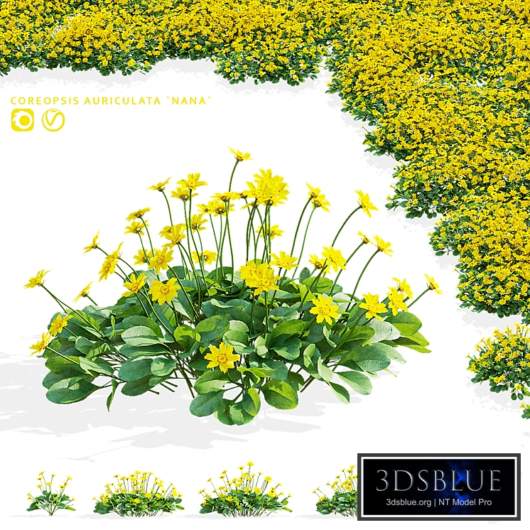 Coreopsis aurata flowers | Coreopsis auriculata nana