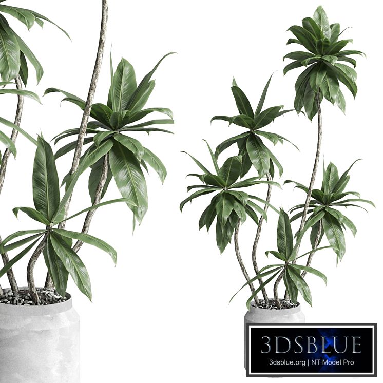 Indoor plant 460 concrete dirt vase plant fiucs tree pot