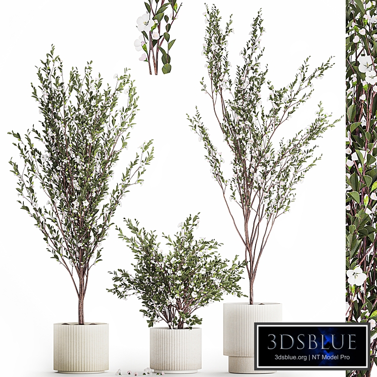 Flowering trees in white outdoor pots with sakura, cherry. Plant Collection 1471