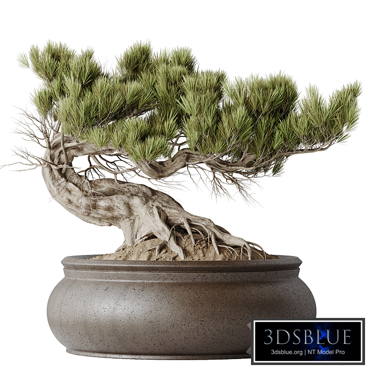 HQ HousePlants Bonsai Pinus Pentaphylla Thunbergii09