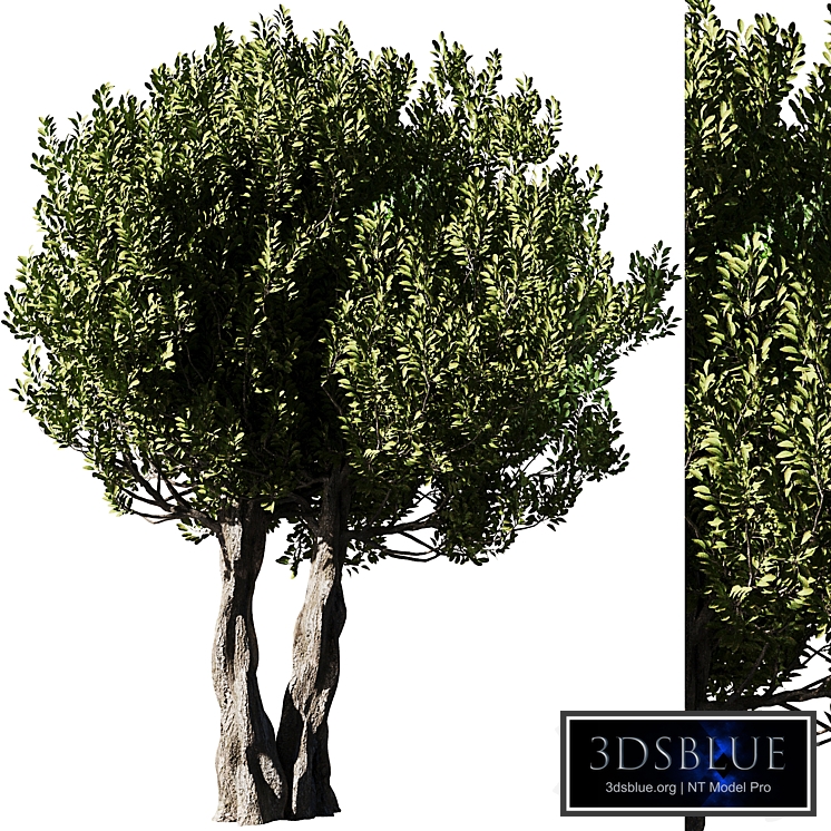 Olive Tree Set14