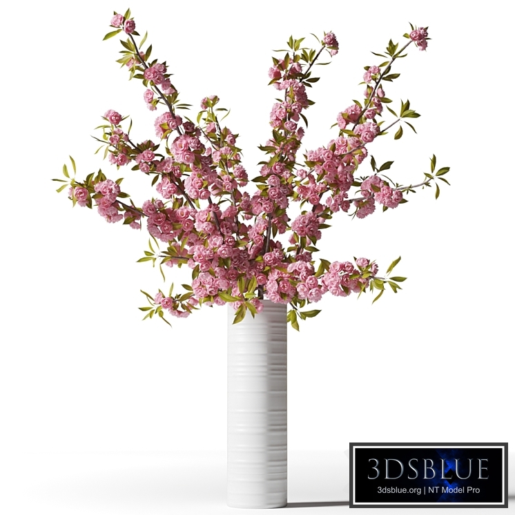 Blooming sakura branches in a white vase
