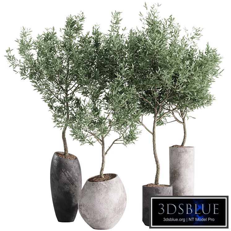 indoor plants - 55 plants in pot