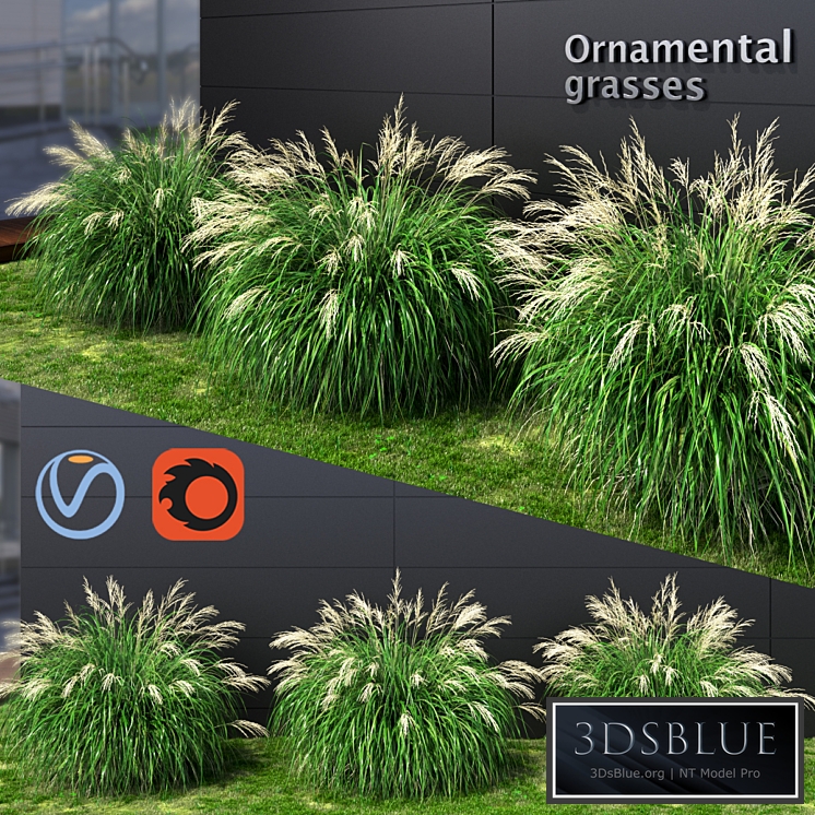 Ornamental grass Miscanthus medium