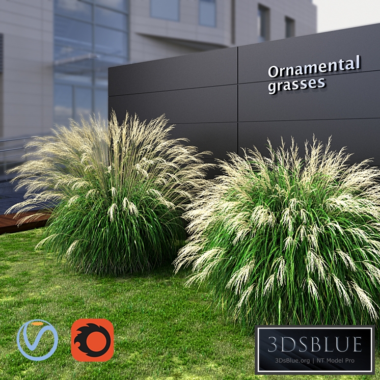 Ornamental grass Miscanthus large