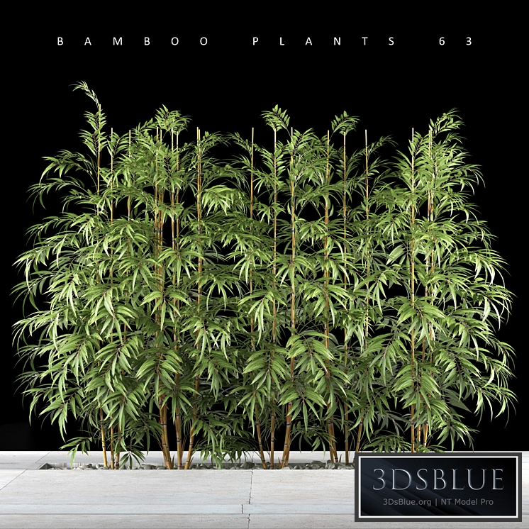BAMBOO PLANTS 63