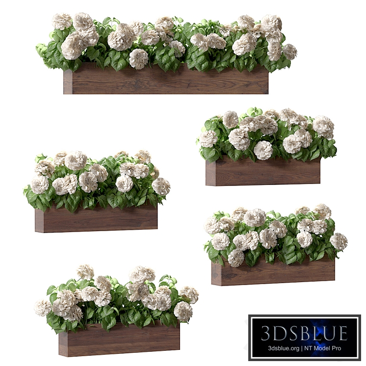 Hydrangea plant in a flowerpot for the facade. 5 models