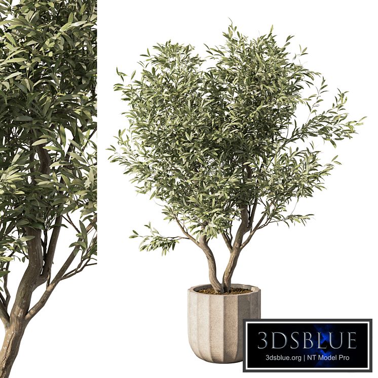 Indoor Plant Set.114