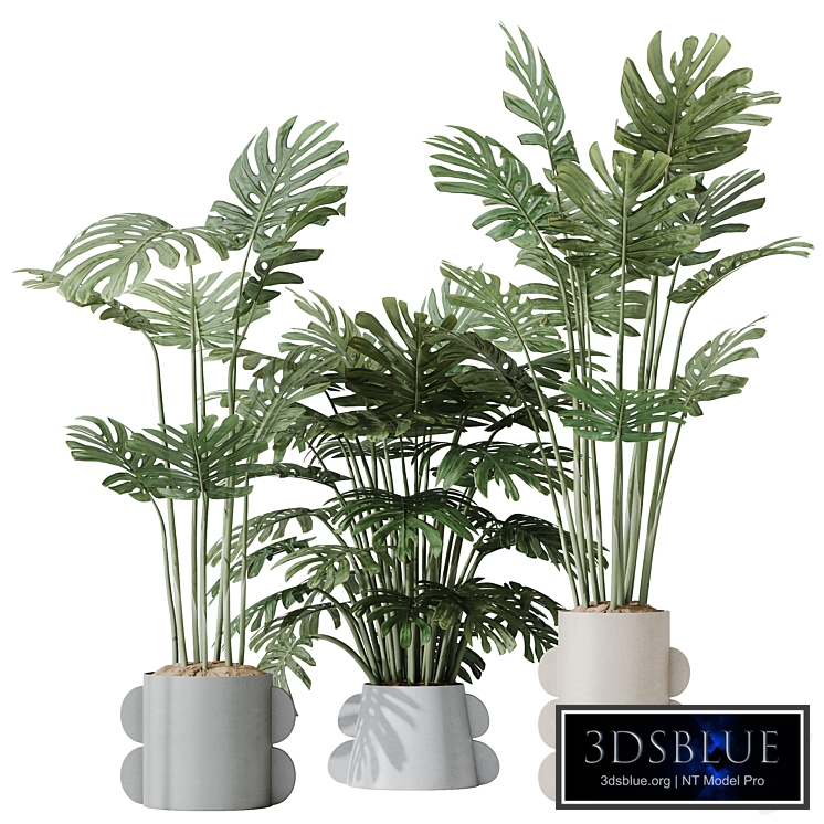 HQ HousePlants Elegant Monstera Deliciosa Large Leaf Form Swiss Cheese Set04