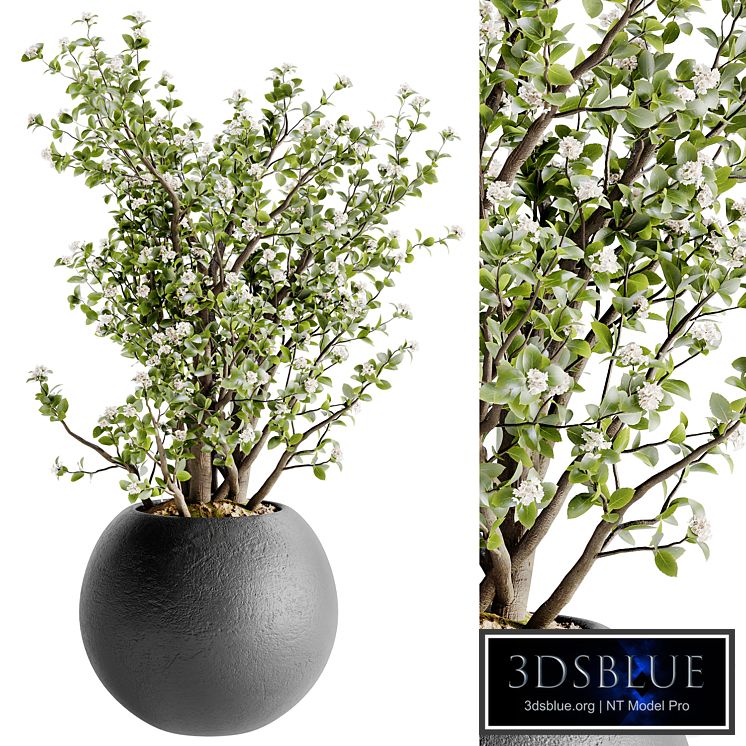 Indoor Bonsai Plants 36