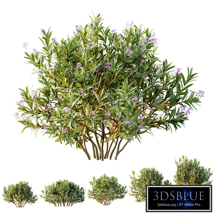 HQ Plants Nerium Oleander Laurier Kaner Rose Pink