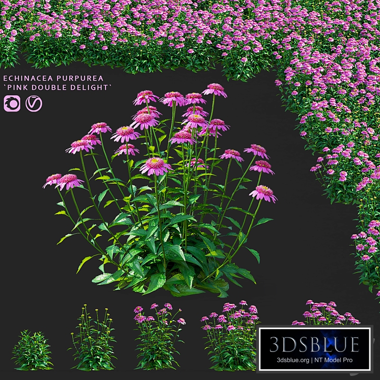 Echinacea purpurea flowers | Echinacea purpurea pink double delight