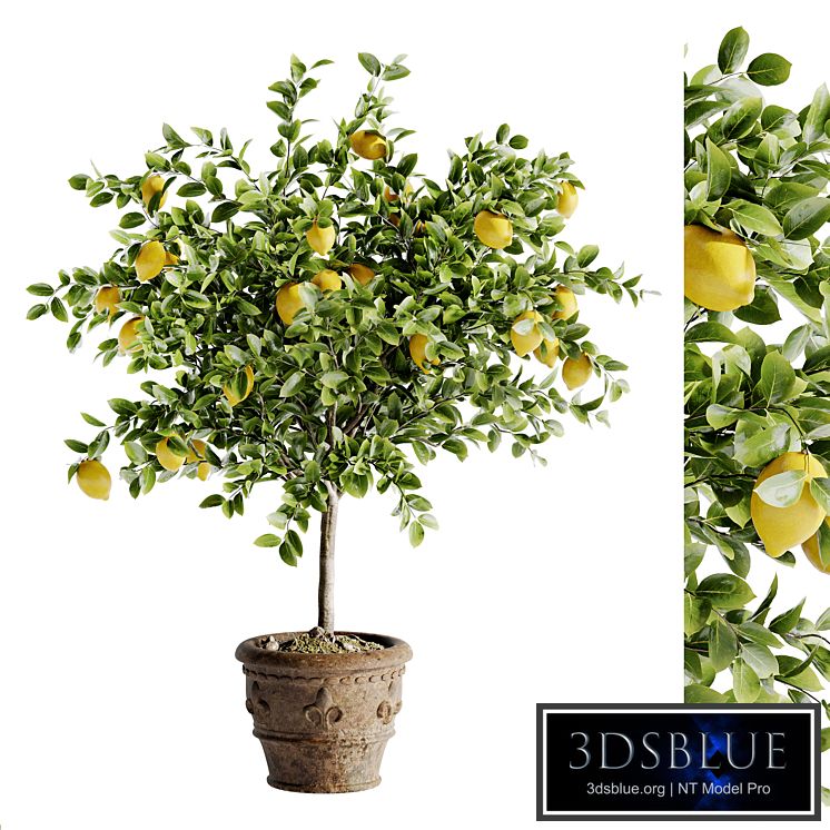 Indoor Bonsai Plants 46