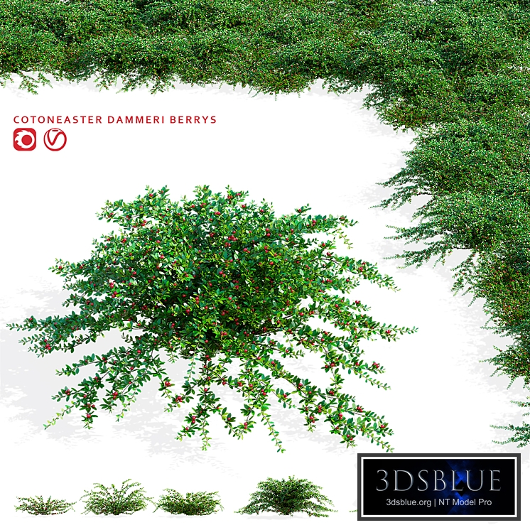 Hybrid cotoneaster with berries | Cotoneaster dammeri coral beauty