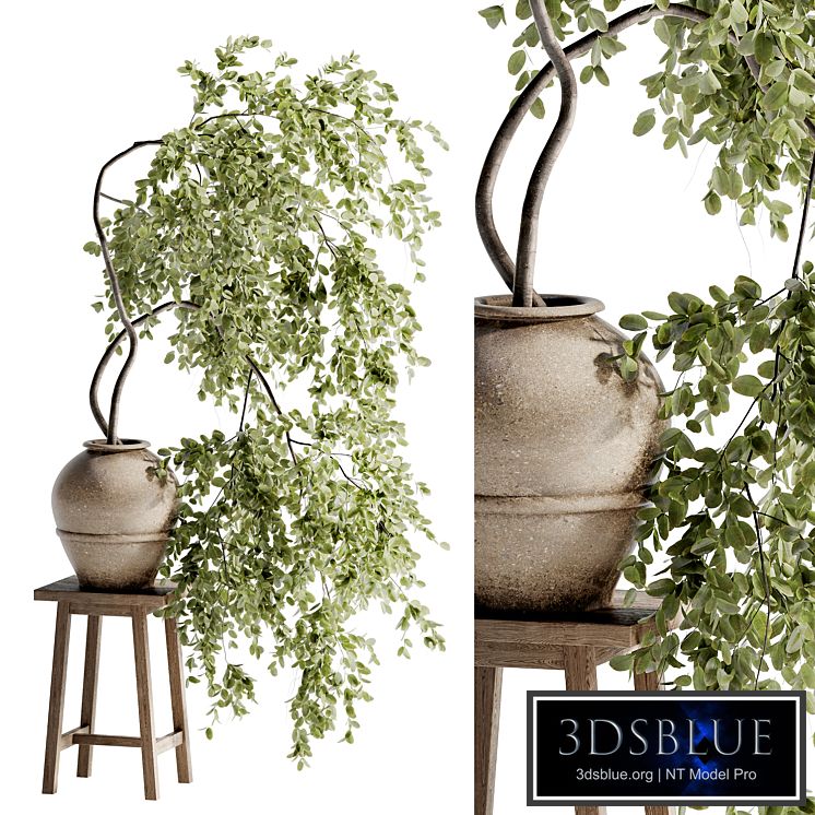 Indoor Bonsai Plants 47