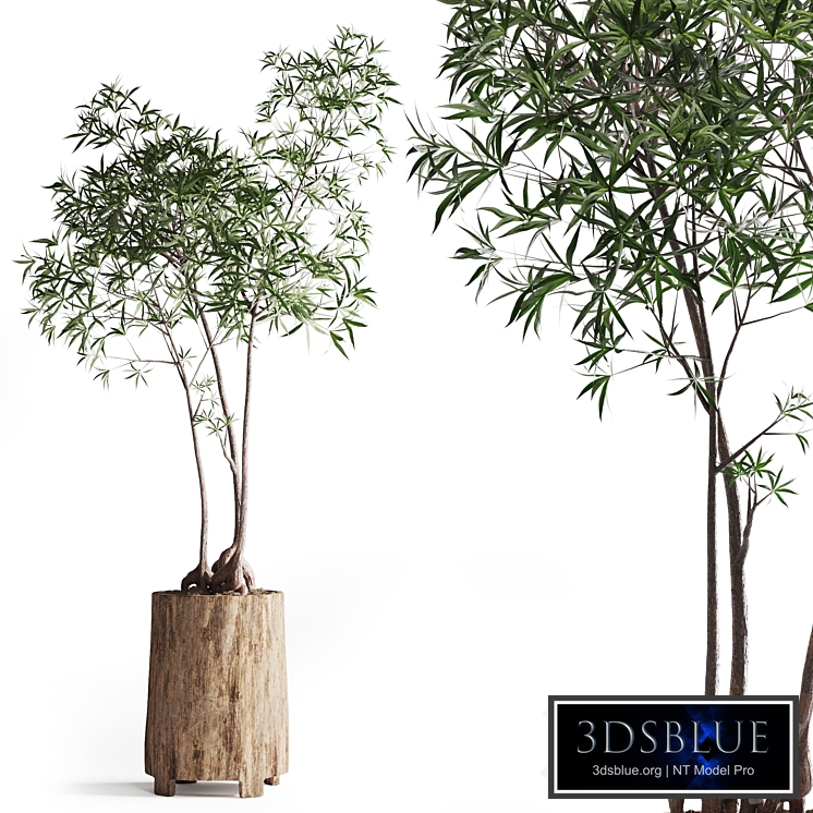 Australian bottleneck plant in Wooden Planter