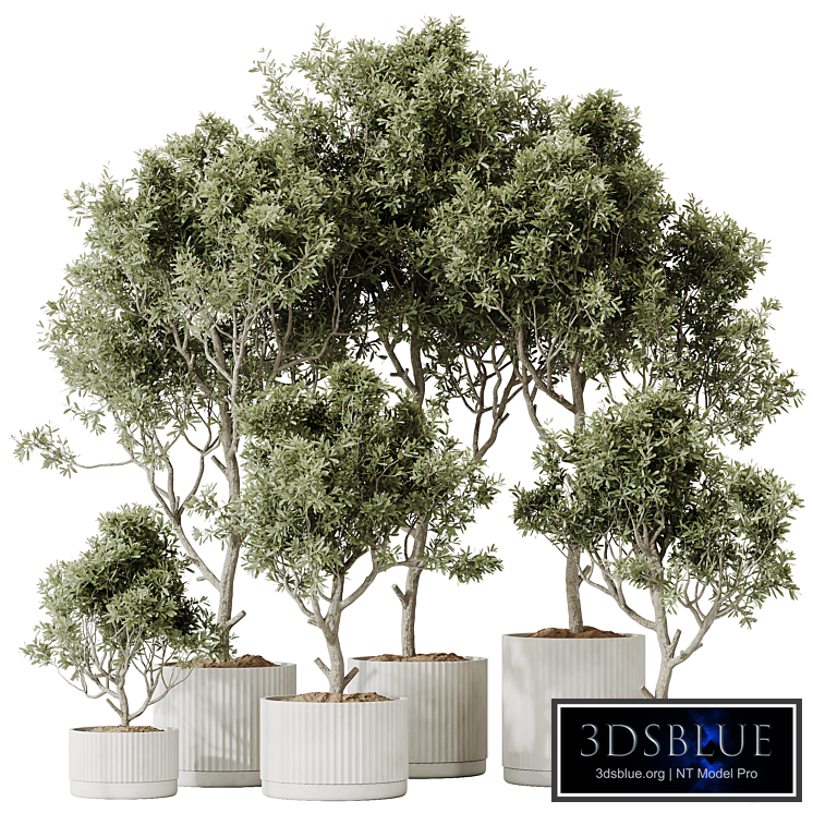 HQ HousePlants Mission Kalamata Leccino Arbequina Wilsonii Chemlali Olive Set 25