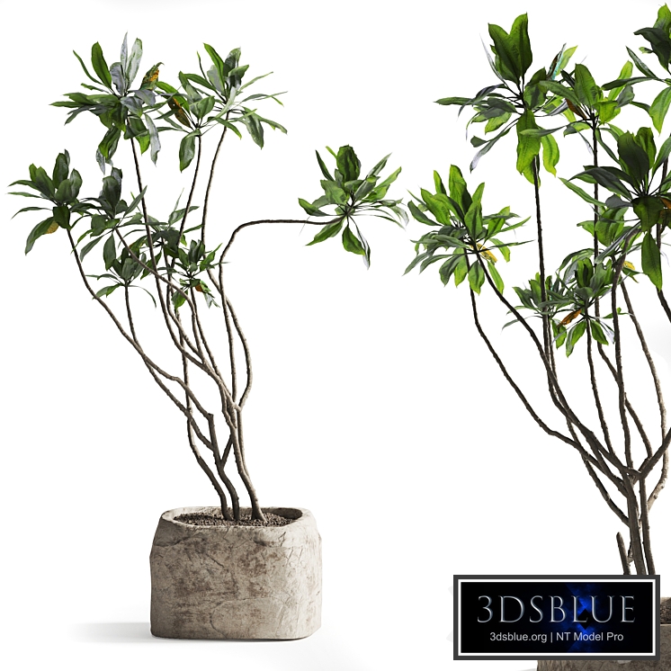 Tree in stone Planter