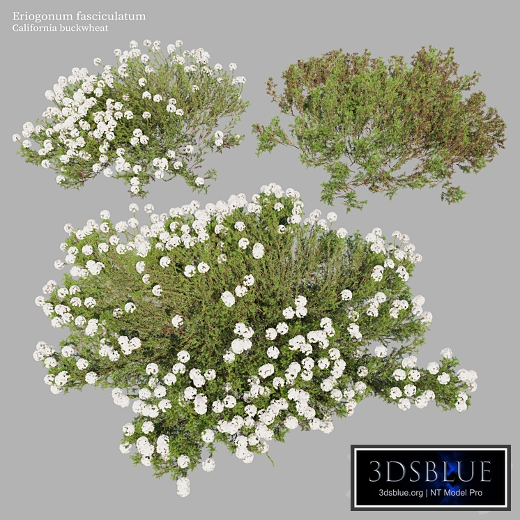 Eriogonum fasciculatum