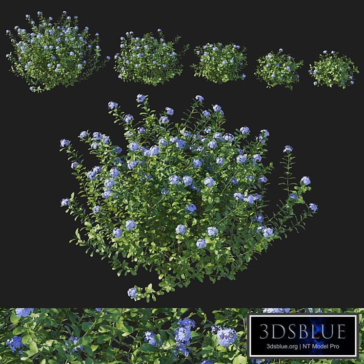 Plumbago auriculata bush