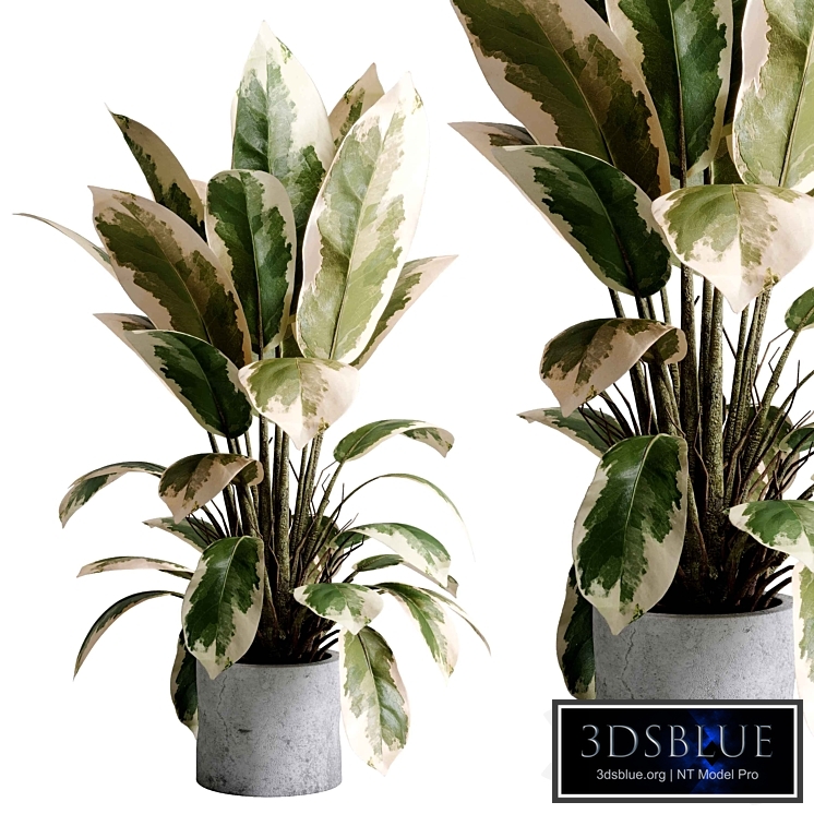 Benjamin Plant - indoor plant set 495 concrete old vase