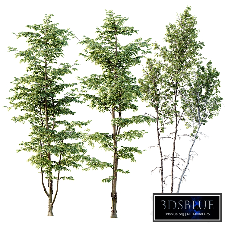Carpinus Betulus 03