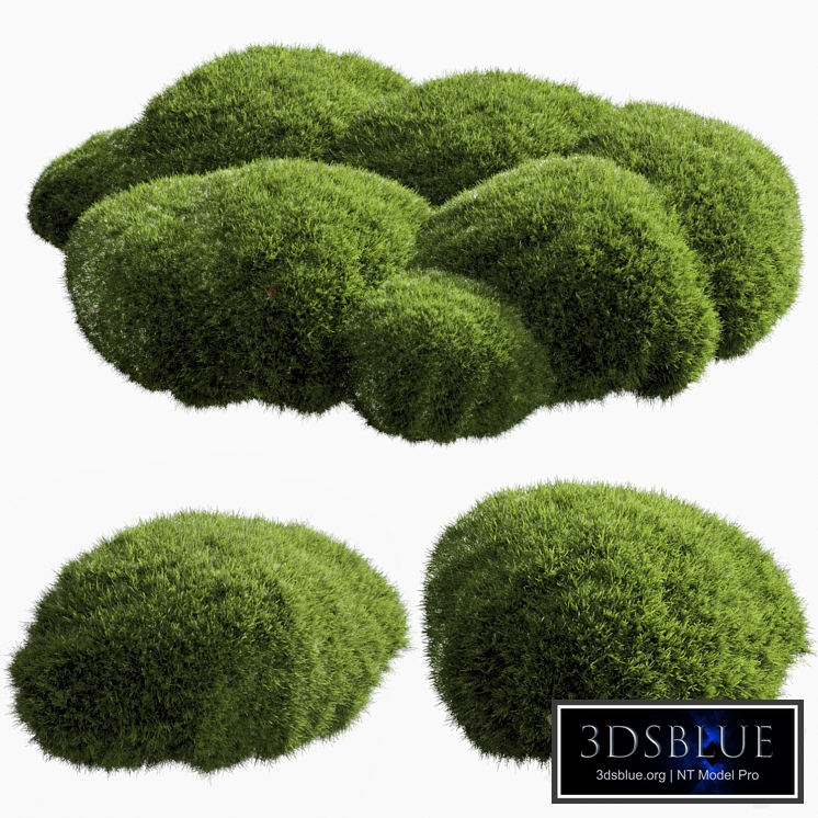 bush outdoor grass 051