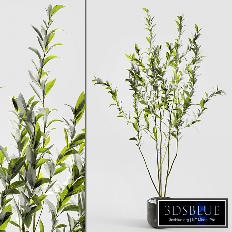 Branches in vases 56