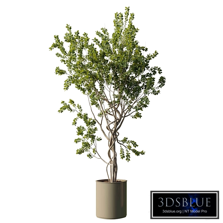 Tree in vase - indoor plant set 509
