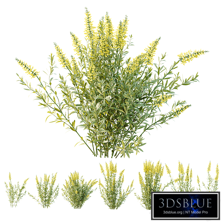 HQ Plants Linaria Vulgaris Yellow Toadflax