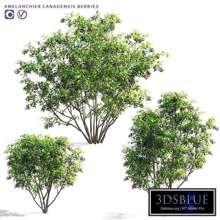 Irga Kandskaya bushes with berries | Amelanchier canadensis berries