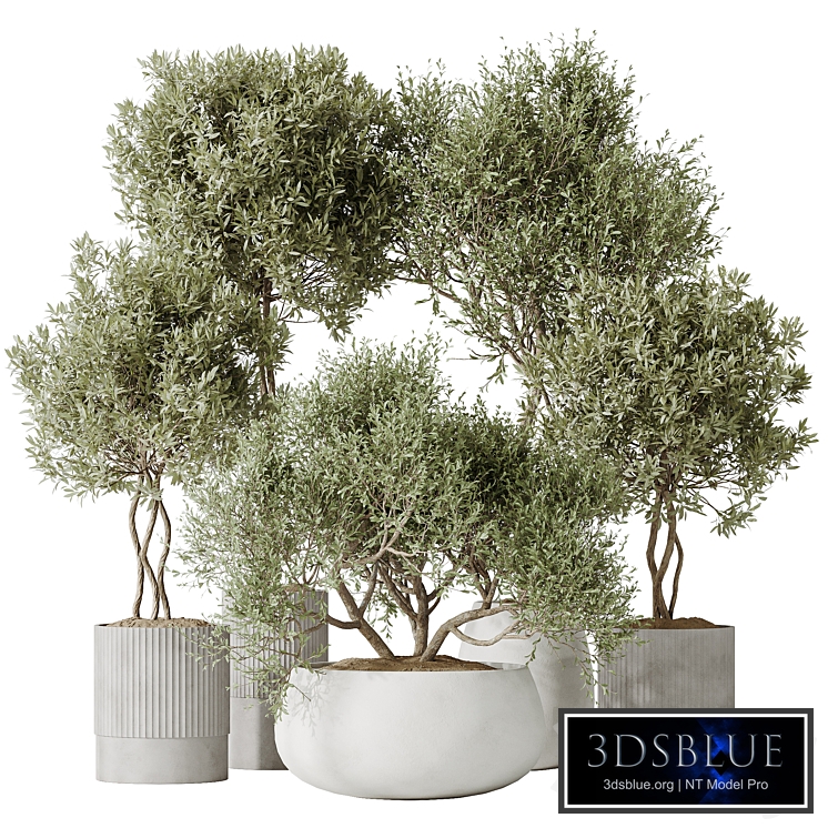 Indoor plants set 89 Arbequina Wilsonii Chemlali Olive Set