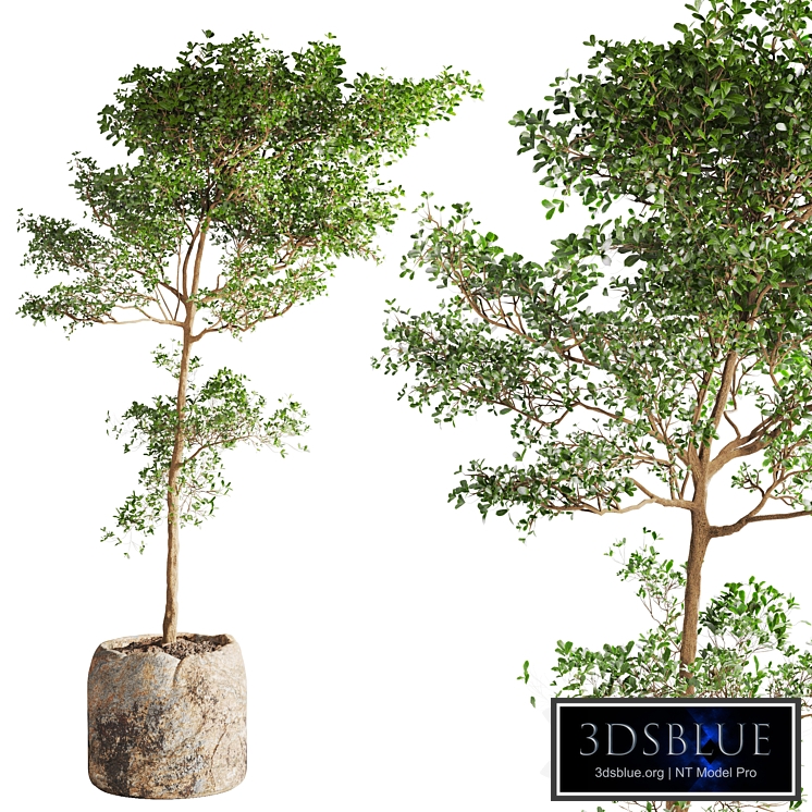 bucida buceras Plant in Handmade Planter