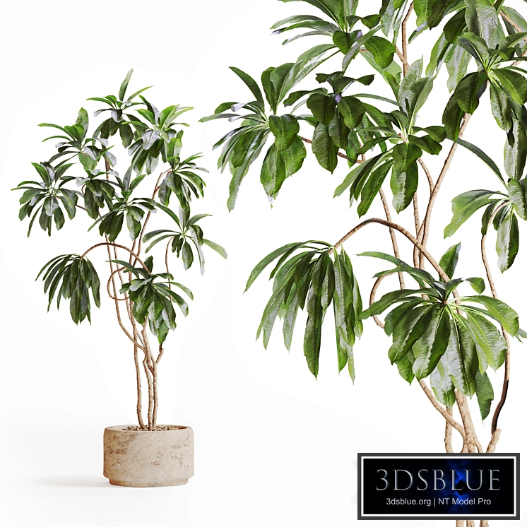 Tree in Stone Planter 123