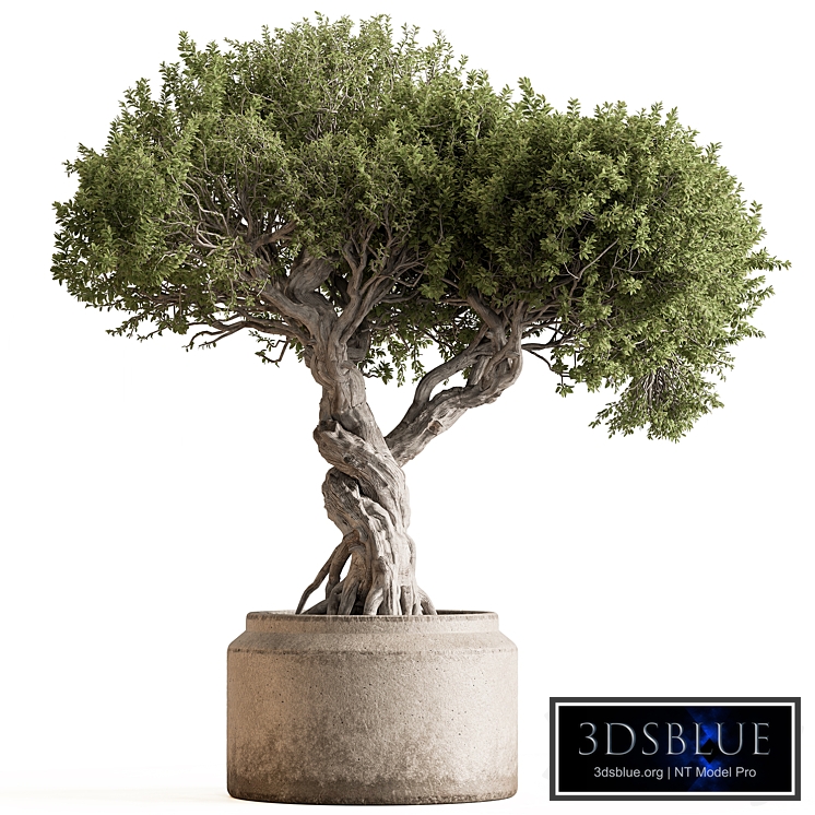 Indoor Plant 753 - Bonsai Set