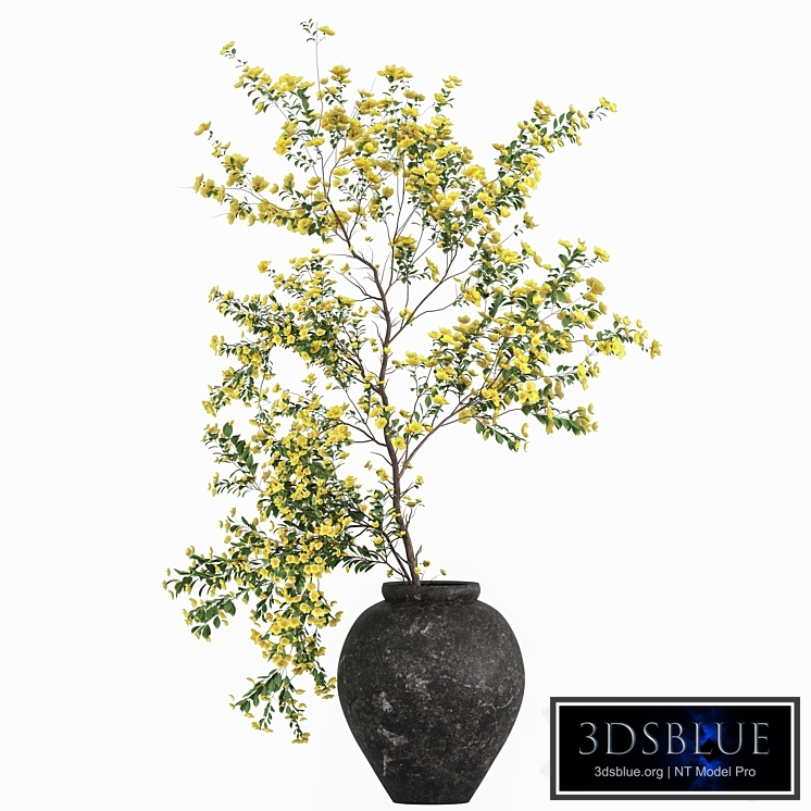 Plants with tiny flowers in pots