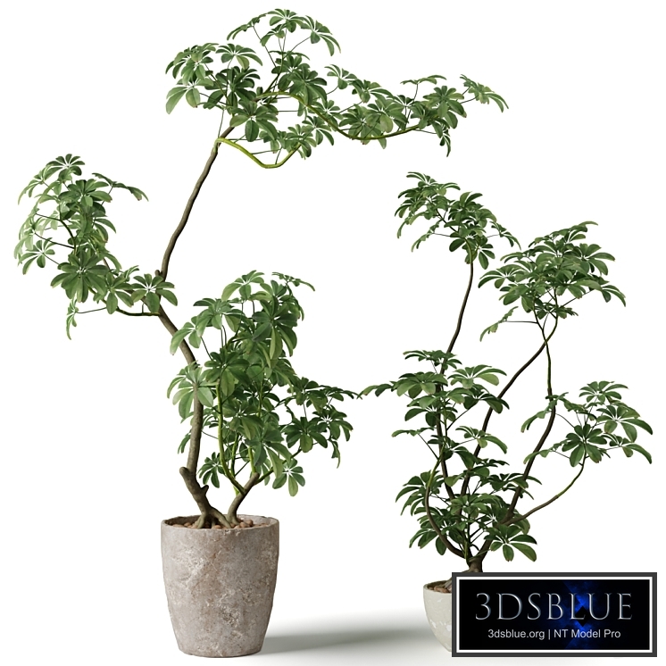 Schefflera houseplant