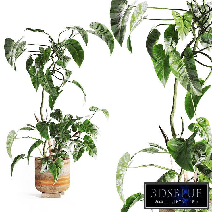 pothos in concrete Pot