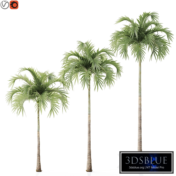 Tree 06 Veitchia Merrillii