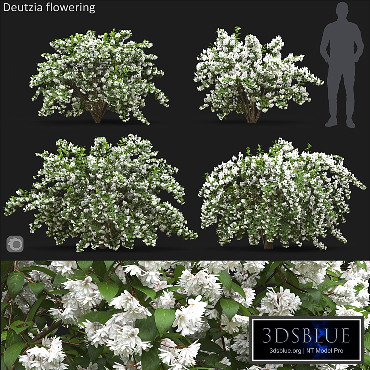 Deutzia