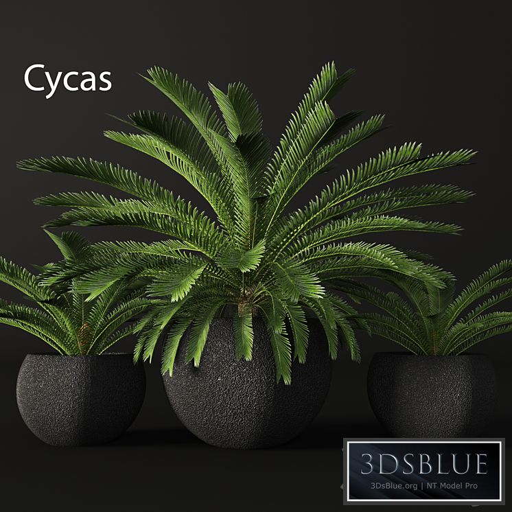 CycasCycas, cycas, palm tree, outdoor pot, flowerpot, black, loft, decorative
