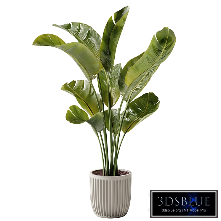 Indoor Plant 23 - Banana Plant