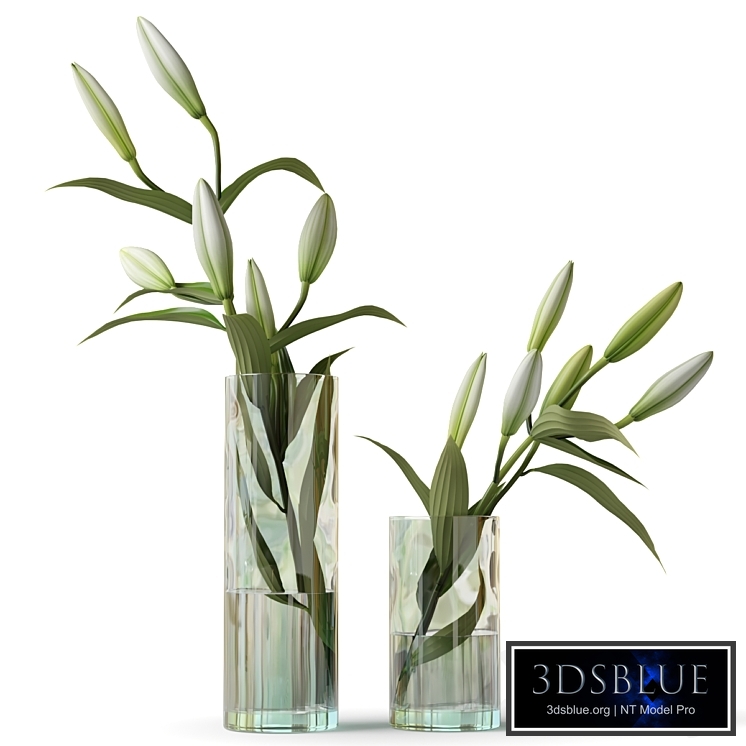 Lily in a glass vase